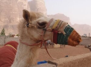 Camel
