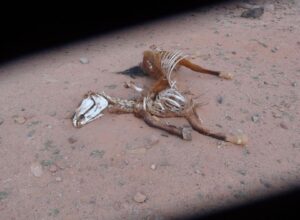 Death Camel